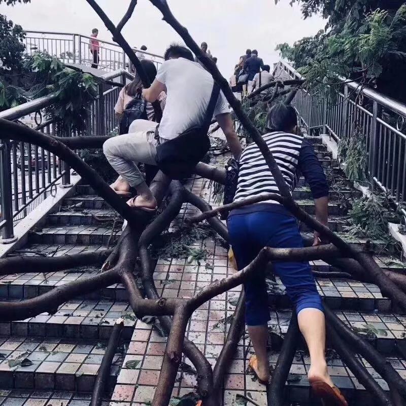 山竹