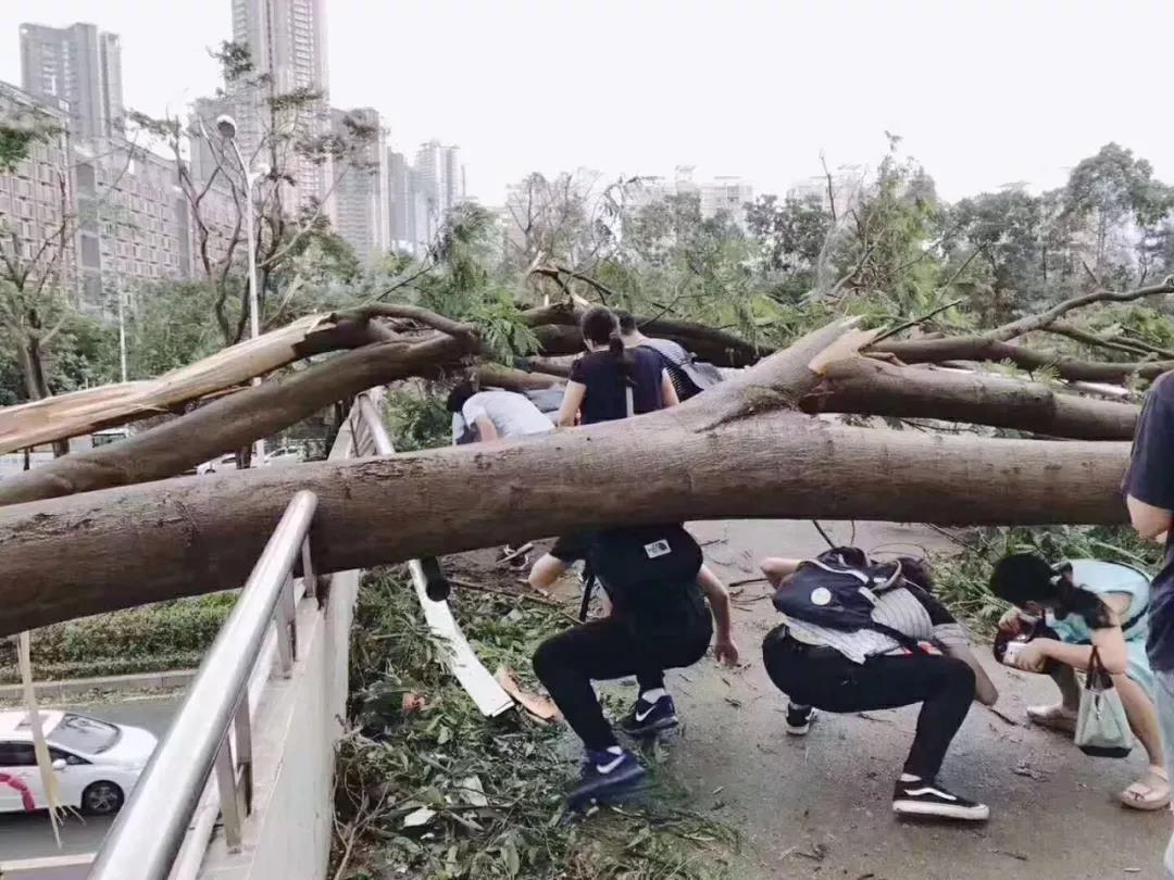 山竹