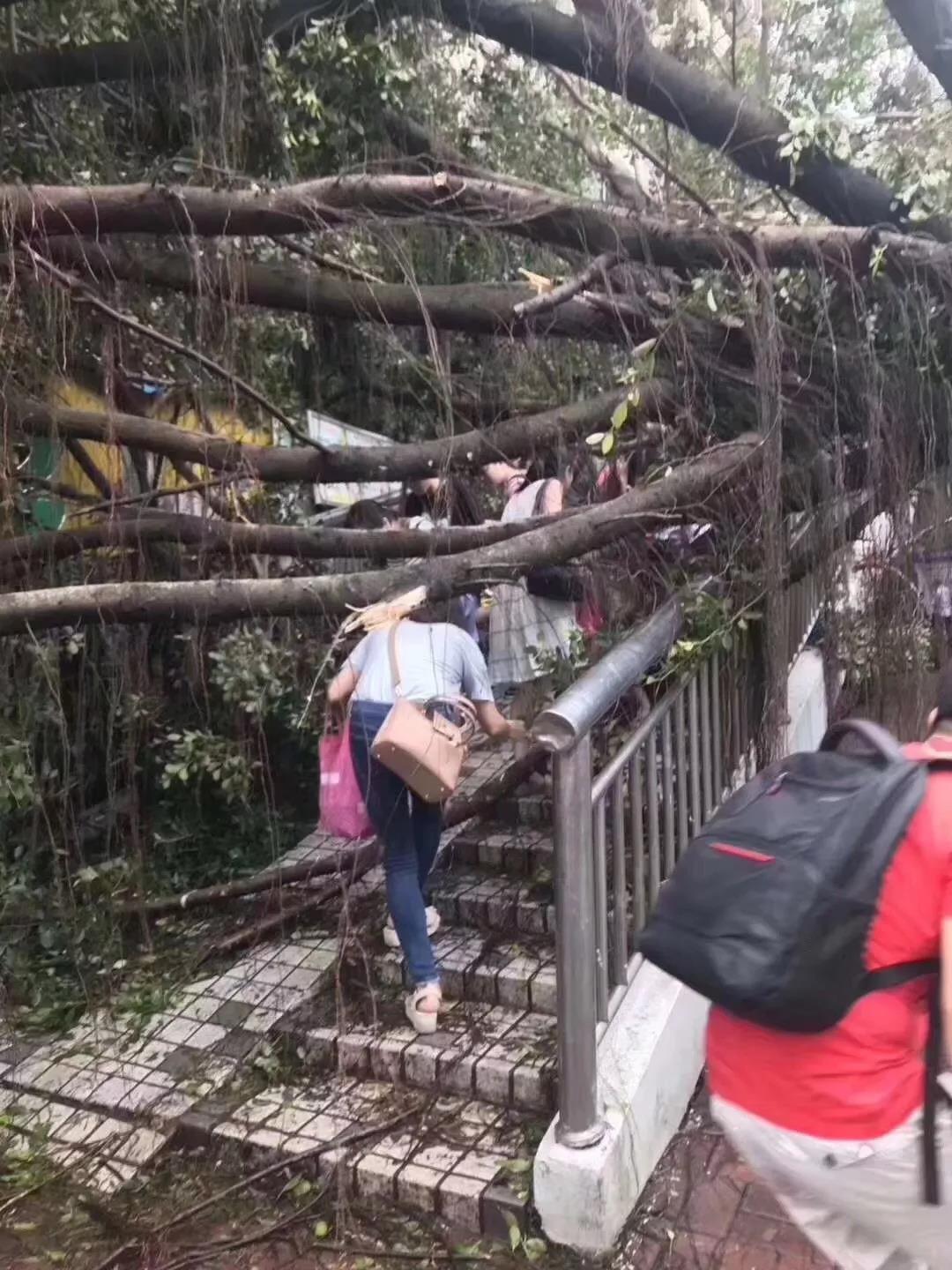 山竹